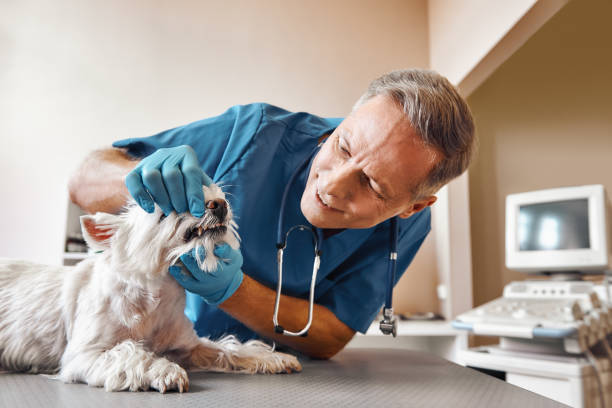  Virginia Gardens, FL Emergency Dentist Pros